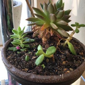 Meet your Posher, Elisha